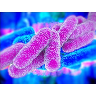 Legionella bacterie