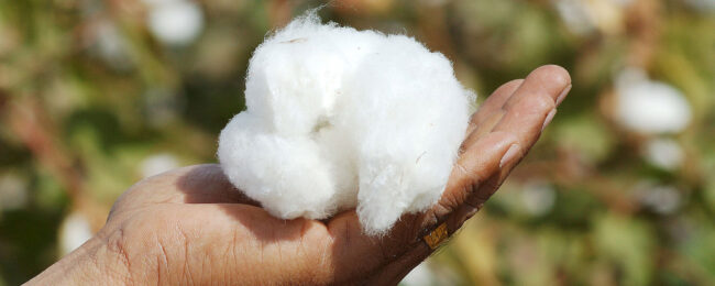 OEKO-TEX® ORGANIC COTTON requires a certification