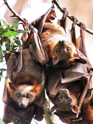 IHAC October 2023 fruit-bats
