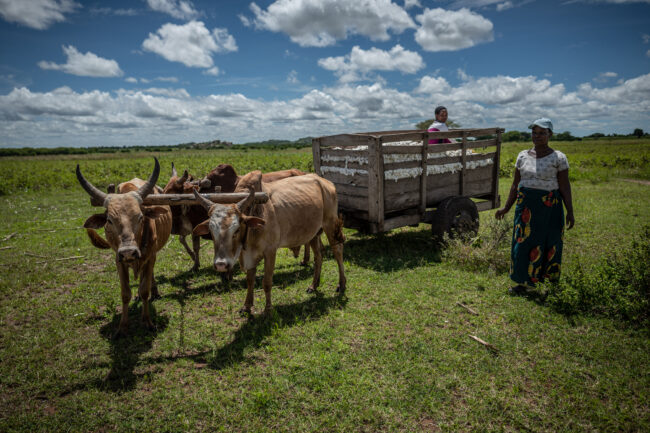 (photo: Caption: Cotton made in Africa Smallholder farmers harvesting cotton in Tanzania Copyright: ©Martin Kielmann/Cotton made in Africa)