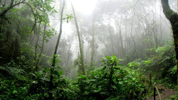 Is nature’s absorption of CO2 coming to an end?