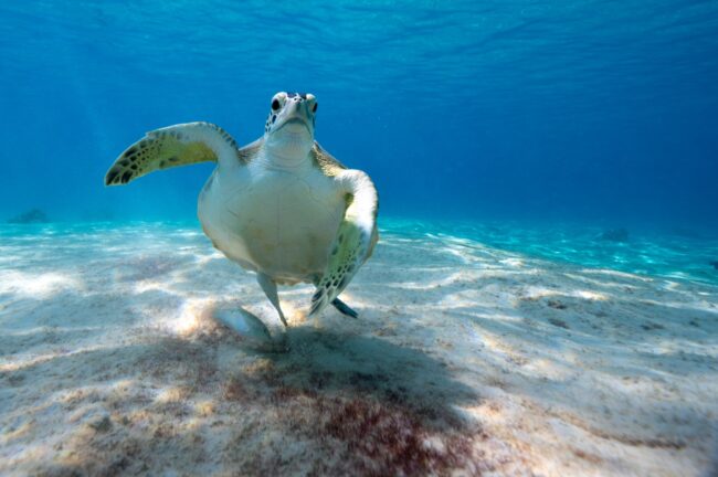 How to fight the Ultimate Threat to the Diversity of Life on Our Planet